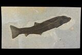 Fossil Fish (Notogoneus) - Very Large! #144000-3